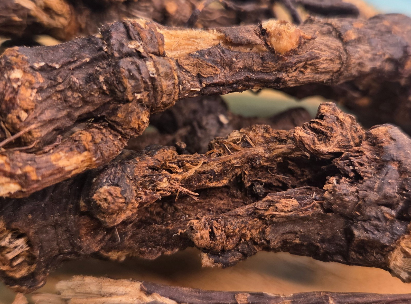 Osha Root ~ Ligusticum Porteri ~ United States