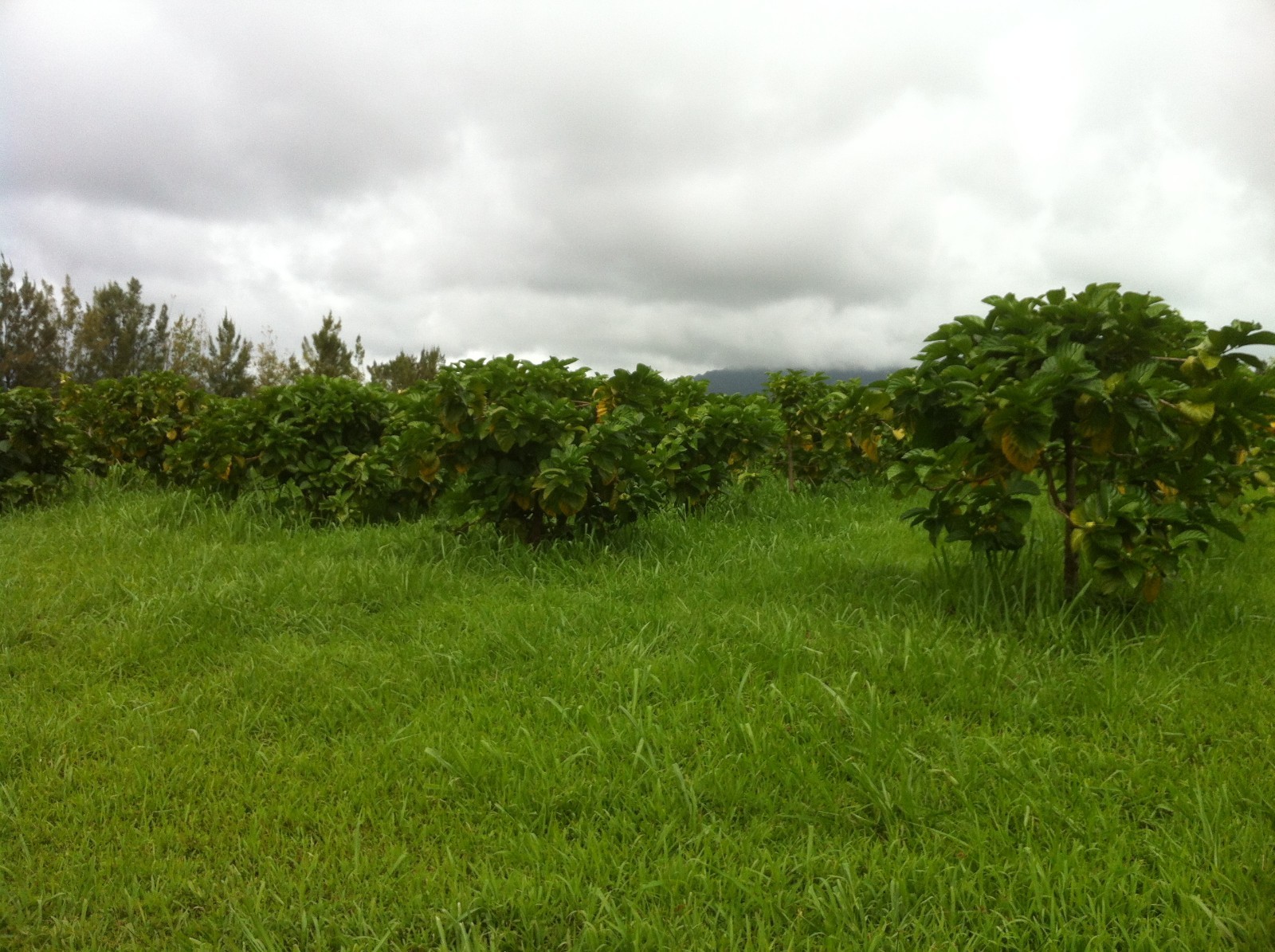 100% PURE HAWAIIAN WAILUA RIVER NONI JUICE Certified Organic: 12 Quart Bottles