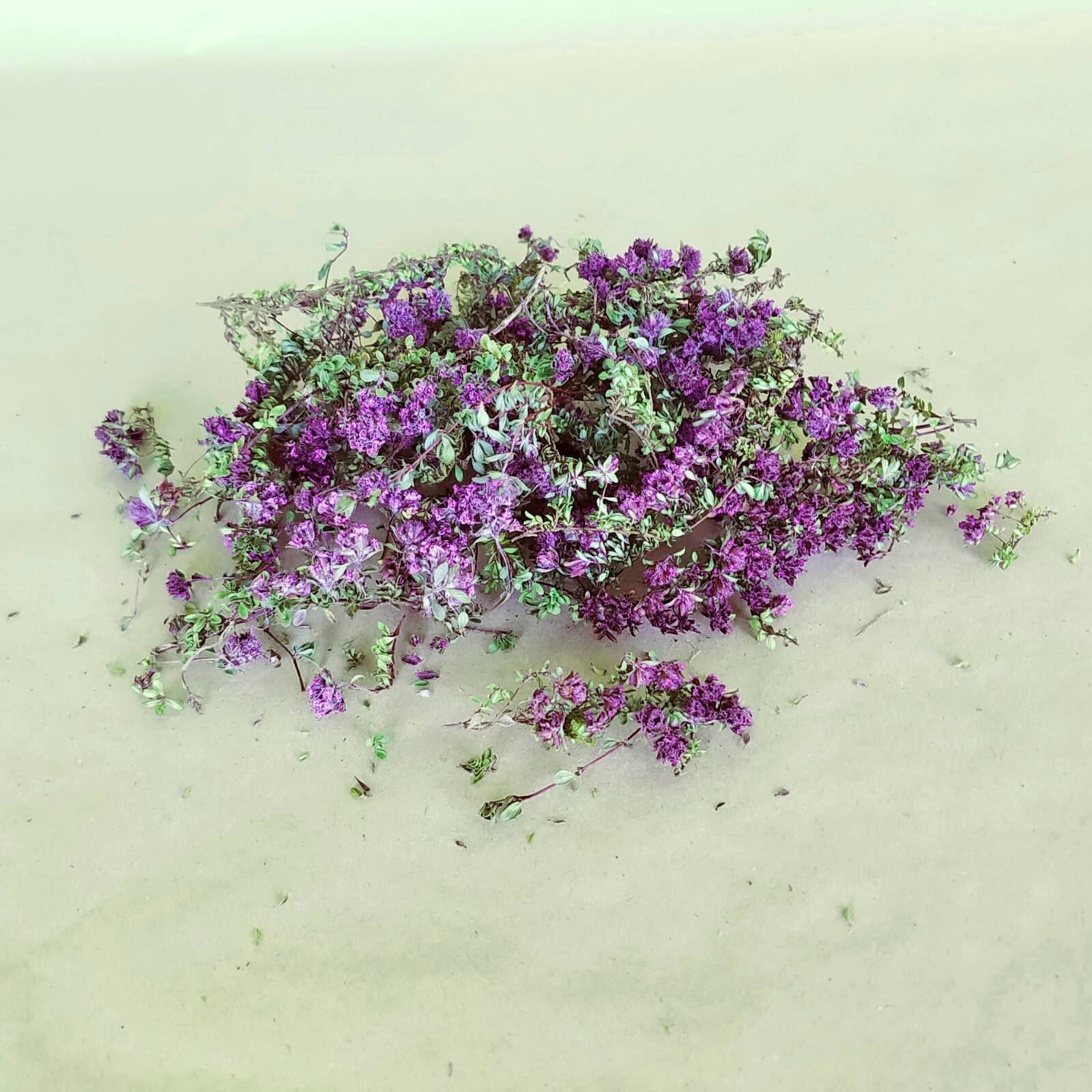 Icelandic wild harvested Arctic Thyme (Thymus arcticus) Whole dried natural herb
