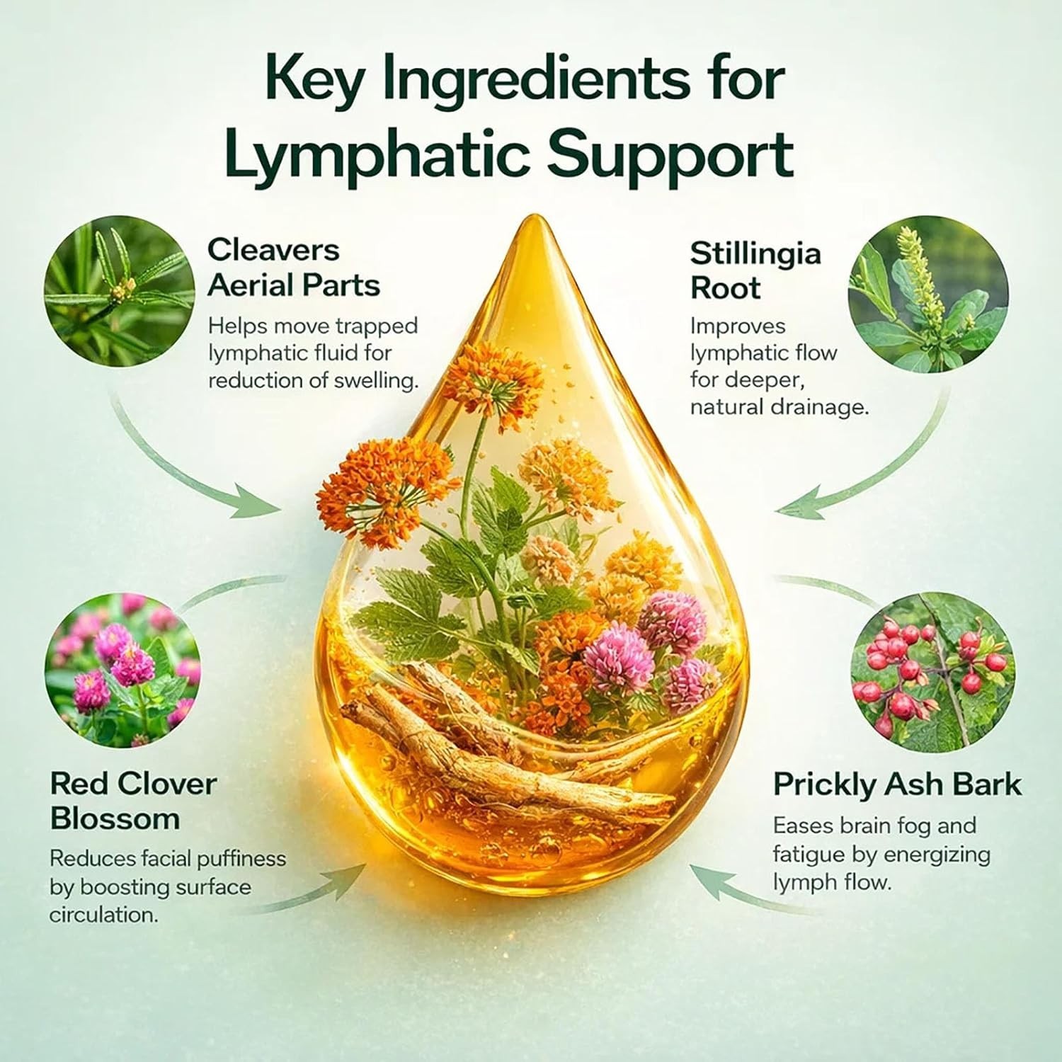 Lymphoria – Lymphatic Drainage 59ml – Detox, Bloat Relief & Immune Support US