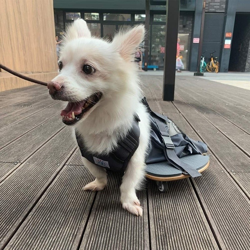 Pet Scooter Wheelchair for Rear Legs Paralyzed Dog Chest and Limbs