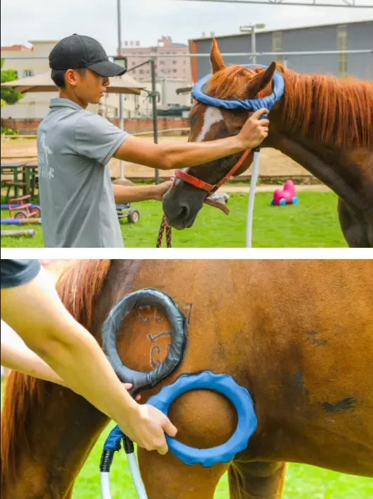 Equine Loop PEMF Treatment Combo Cold Laser Magnetic PMST Loop Horse Machine