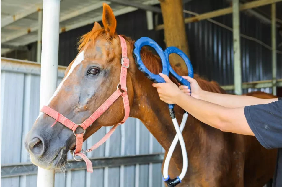 Equine Loop PEMF Treatment Combo Cold Laser Magnetic PMST Loop Horse Machine