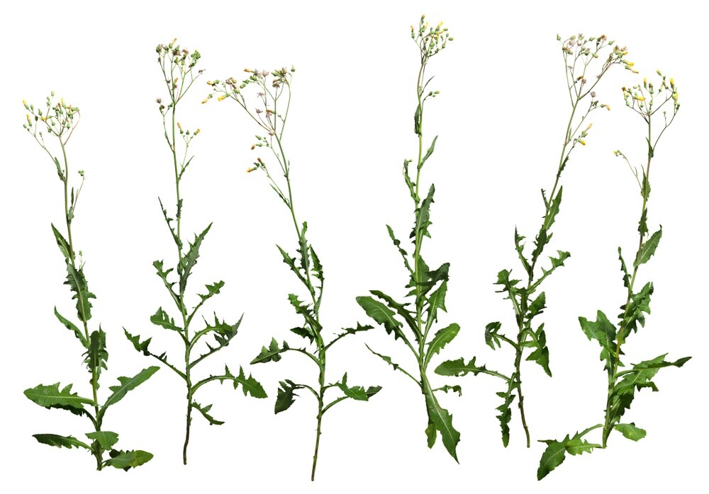 Wild Lettuce Tincture: Organic, Strong & Effective Pain Relief, Soothes Nerves.
