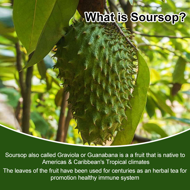 Soursop GRAVIOLA EXTRACT 1000mg 60days Guanabana Annona Antioxidant 120 capsules