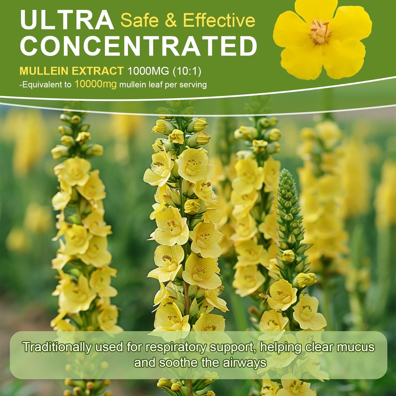 Mullein Drops for Lungs Mullein Leaf Extract for Lungs & Respiratory Immune 60ML