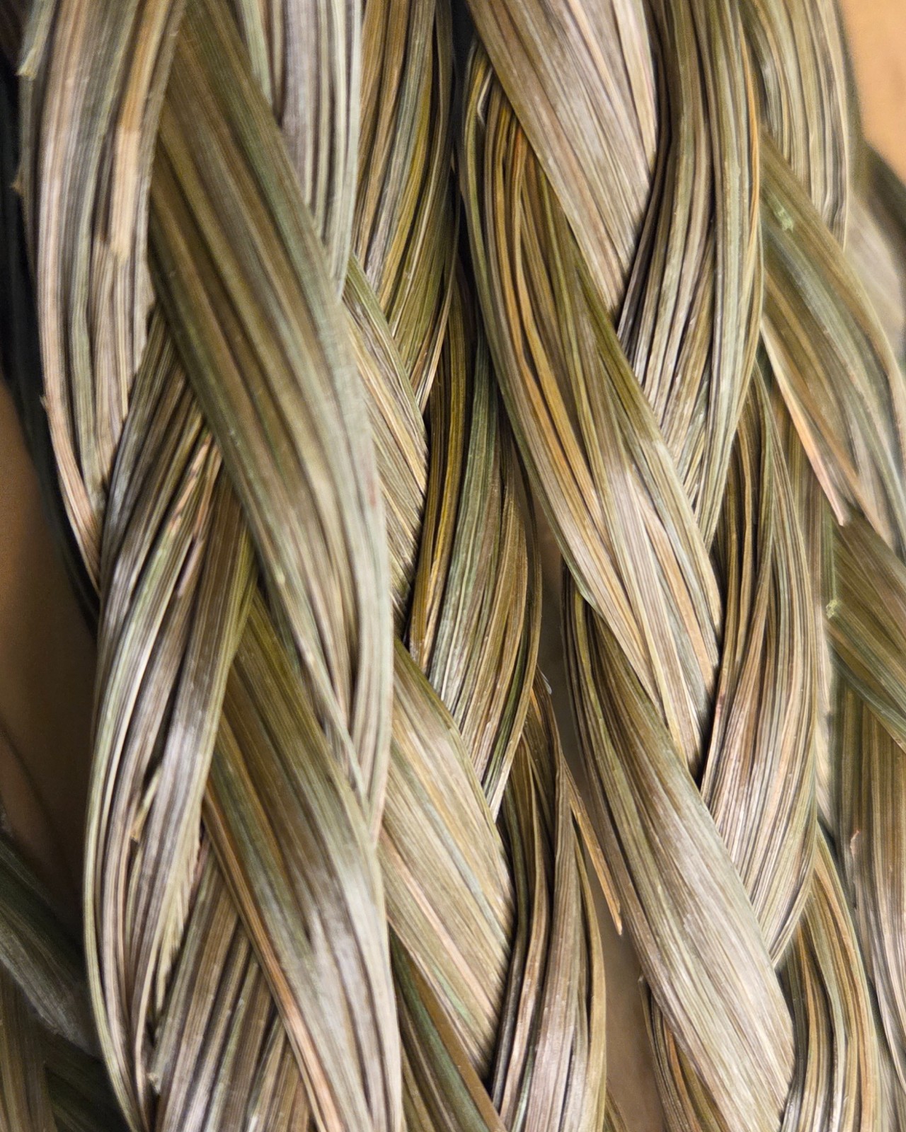 Sweetgrass Braids ~ Hierochloe Odorata ~ United States