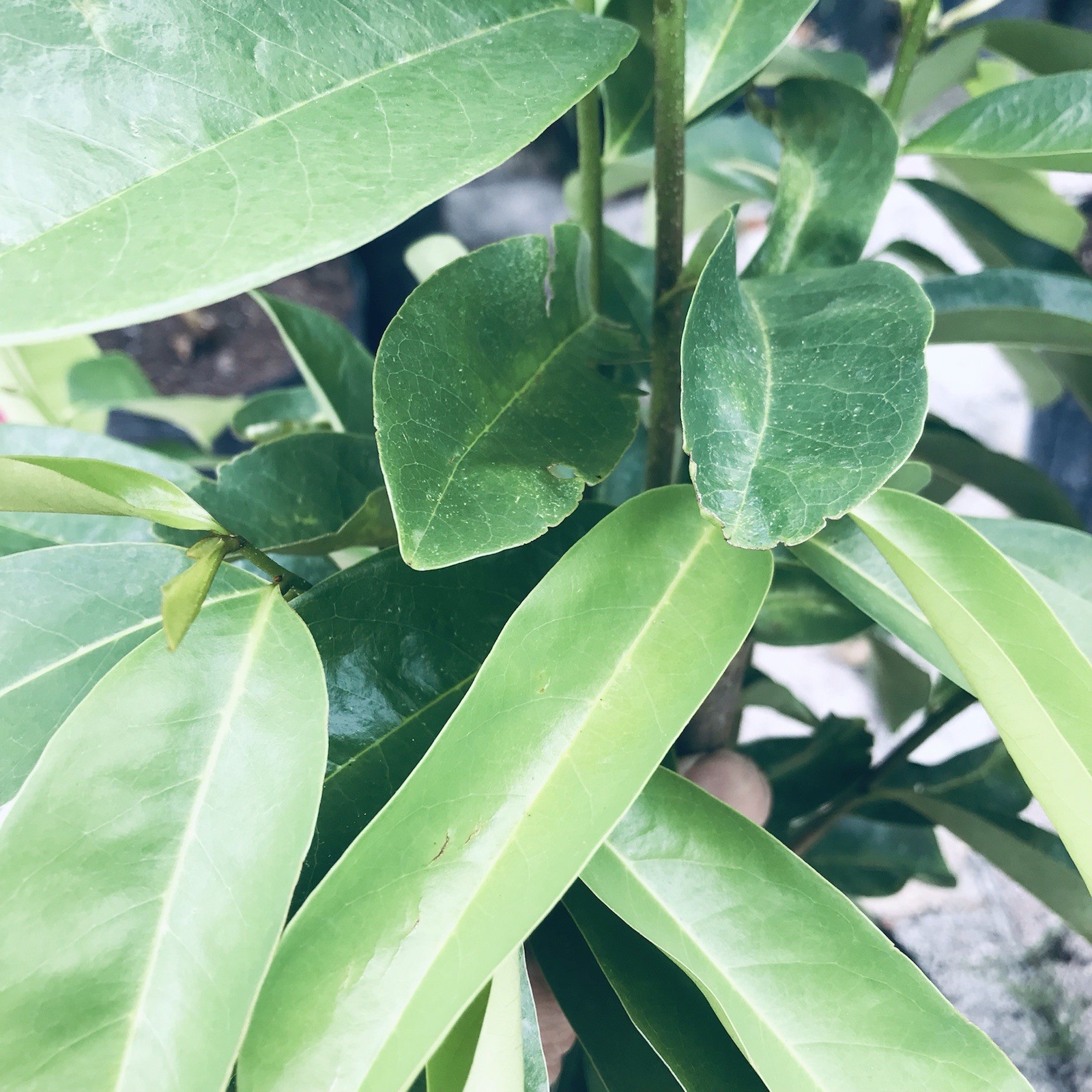 120 Fresh Soursop Graviola Leaves Organic Florida Picked Same Day of Delivery