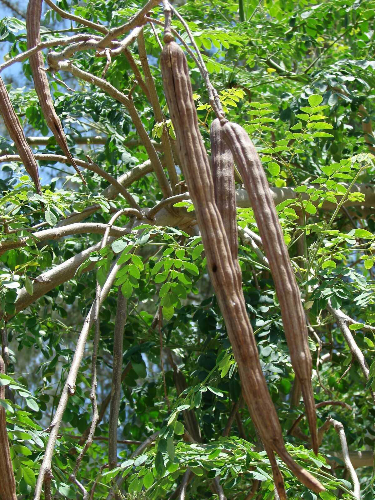 Moringa Oleifera Seeds (Semillas Moringa) WT: 1 Lb, 2 Lbs, 5 Lbs, 10 LBS