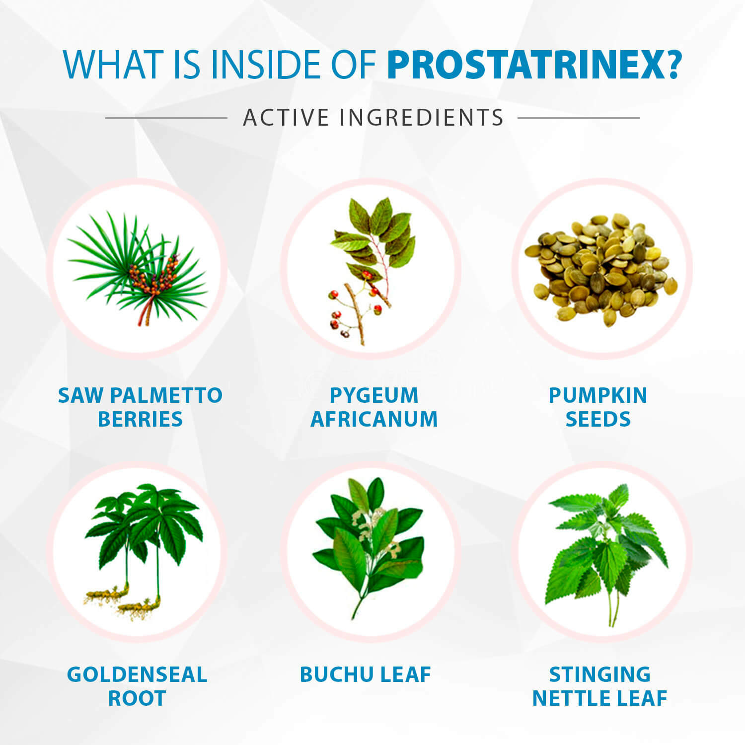 Prostatrinex Prostate Support – 12 Bottles – Official Seller – 100% Natural