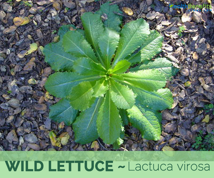 Wild Lettuce Tincture: Organic, Strong & Effective Pain Relief, Soothes Nerves.