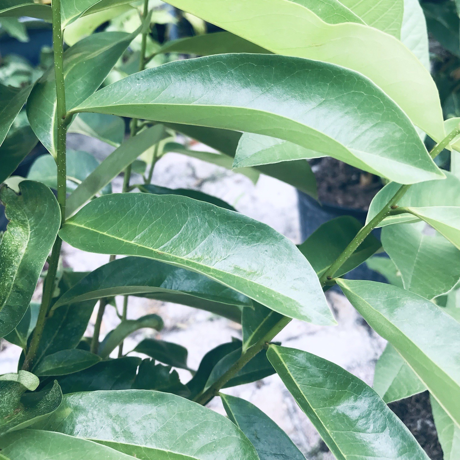 120 Fresh Soursop Graviola Leaves Organic Florida Picked Same Day of Delivery