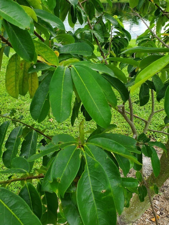 Dried Soursop leaves 300+ leaves / 100% Organic natural Guanabana Graviola