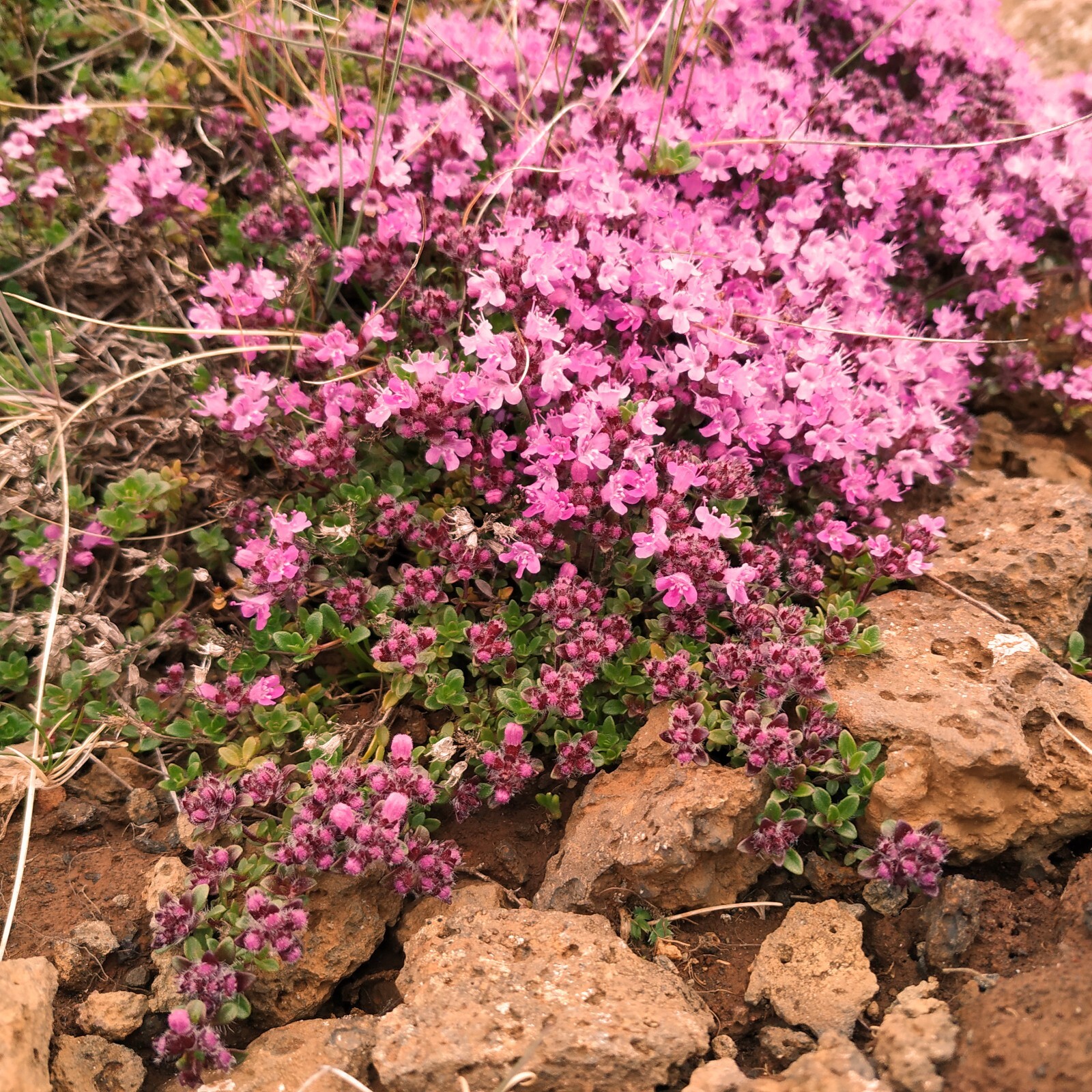 Icelandic wild harvested Arctic Thyme (Thymus arcticus) Whole dried natural herb