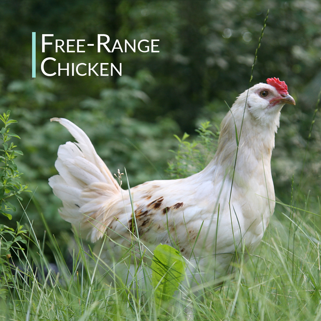 Chicken Bone Broth Collagen Powder – Pure & Organic – Free-Range (300g)