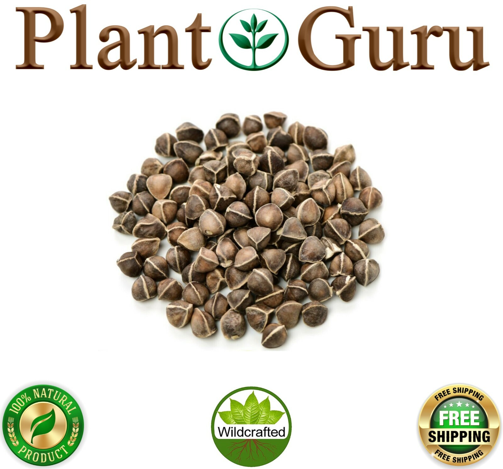 Moringa Oleifera Seeds WINGLESS Fresh Organic Semillas de Moringa Bulk Wholesale