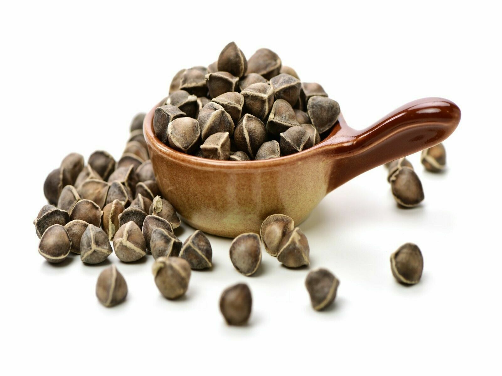 Moringa Oleifera Seeds WINGLESS Fresh Organic Semillas de Moringa Bulk Wholesale