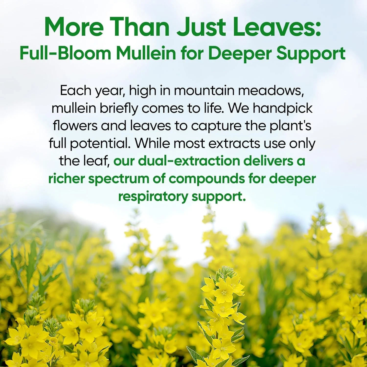 Fidus Mullein Drops 7-Herb Lung & Lymphatic Support Respiratory Detox 4 Fl Oz