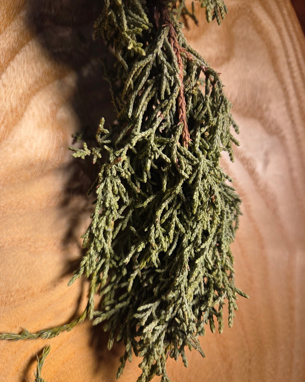 Juniper Needles ~ Juniperus Cupressaceae ~ United States