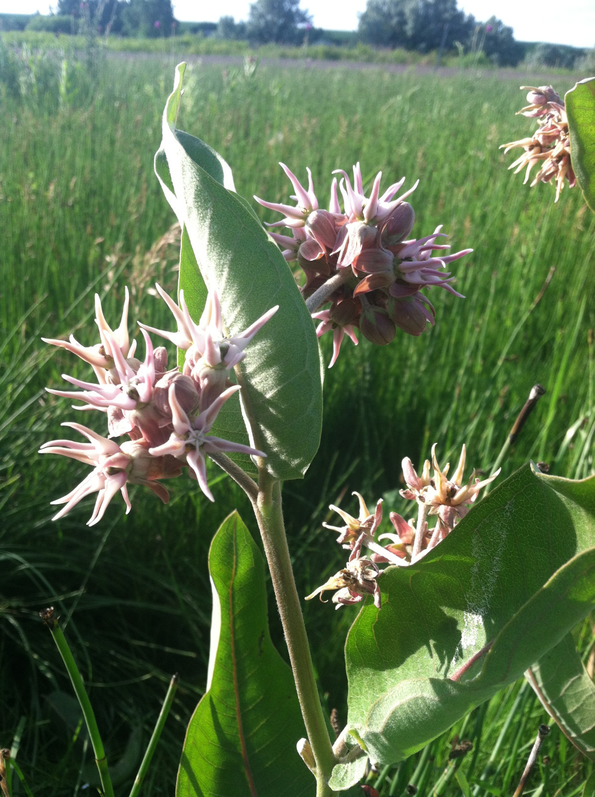 PhytoMedx Milkweed Cream – Sun-damaged skin care cream – Natural Healing