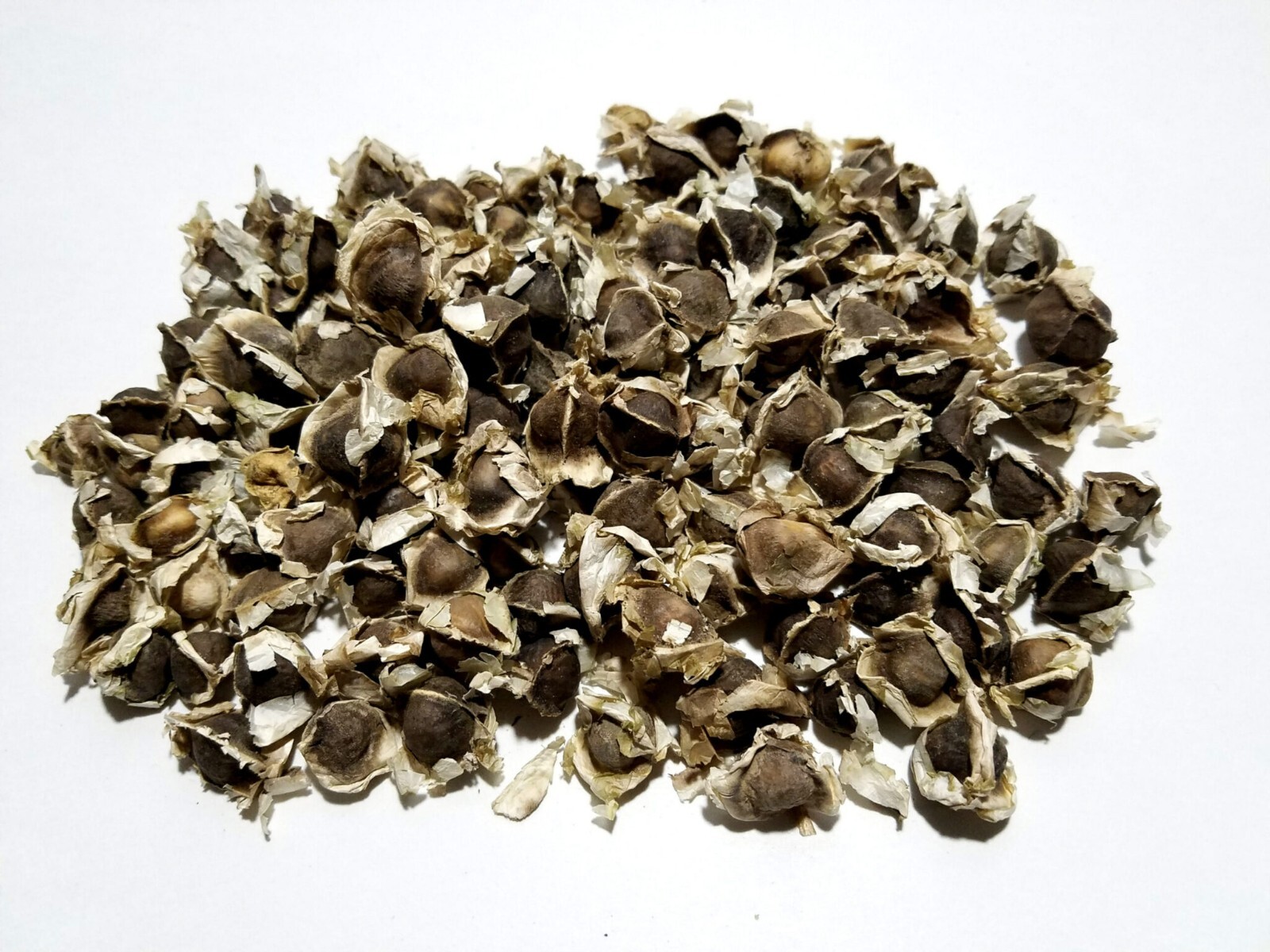 Moringa Oleifera Seeds (Semillas Moringa) WT: 1 Lb, 2 Lbs, 5 Lbs, 10 LBS