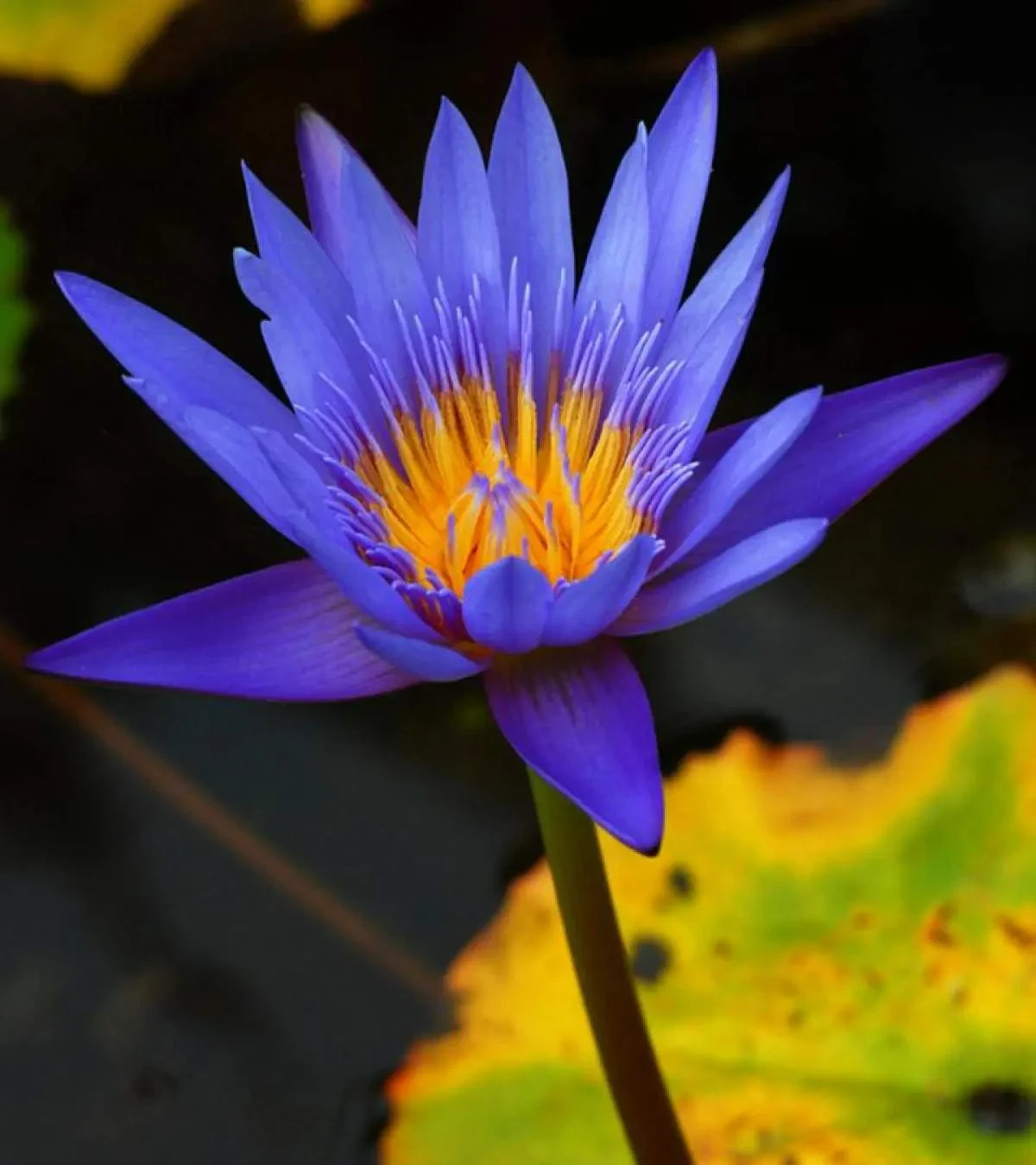 Egyptian Blue Lotus flower 200:1 Extract – Calming, serenity, anxiety relief