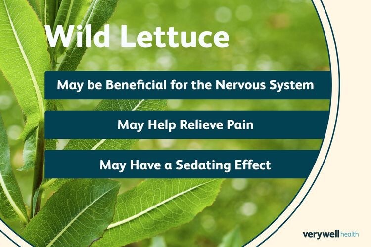 Wild Lettuce Tincture: Organic, Strong & Effective Pain Relief, Soothes Nerves.