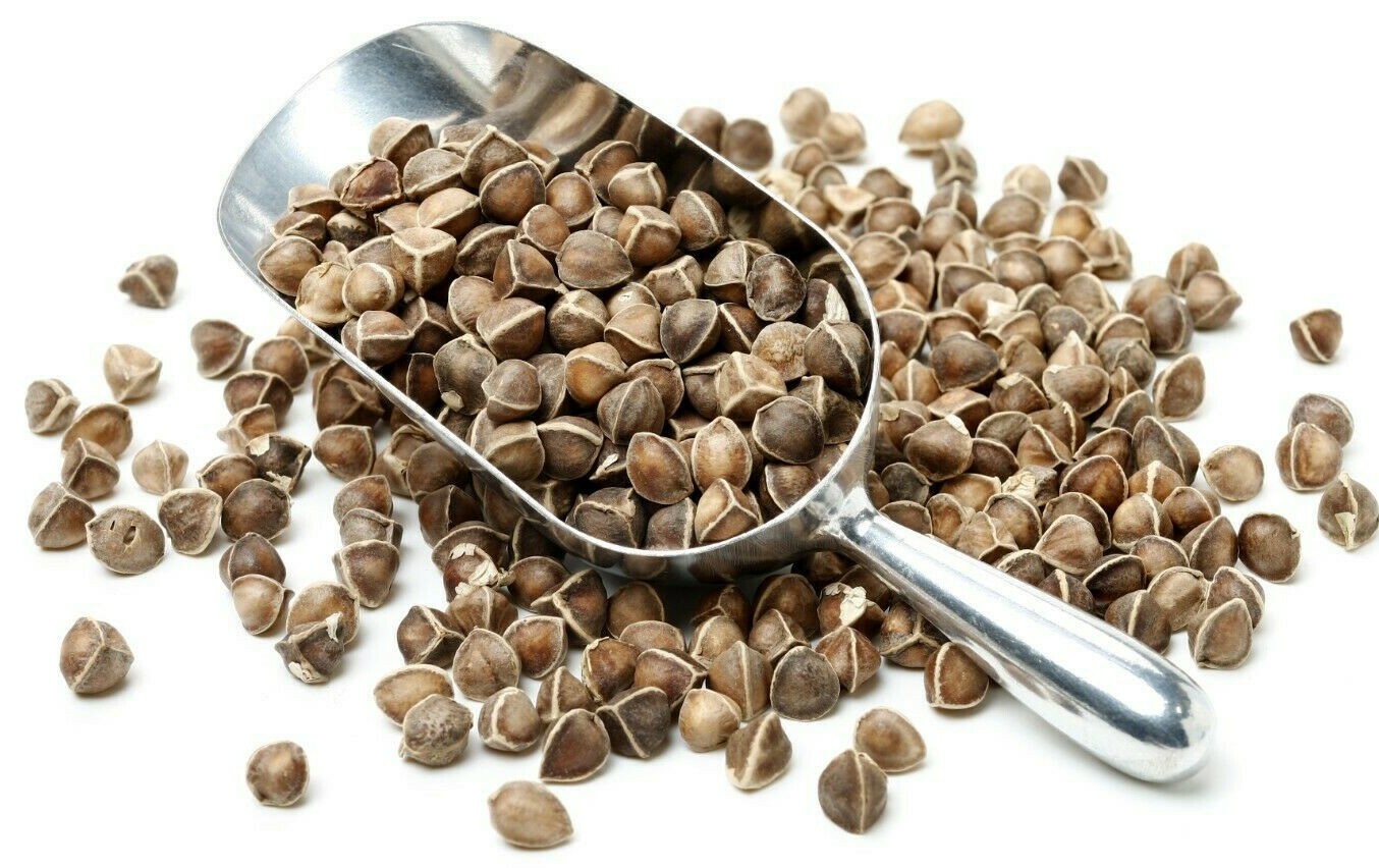 Moringa Oleifera Seeds WINGLESS Fresh Organic Semillas de Moringa Bulk Wholesale