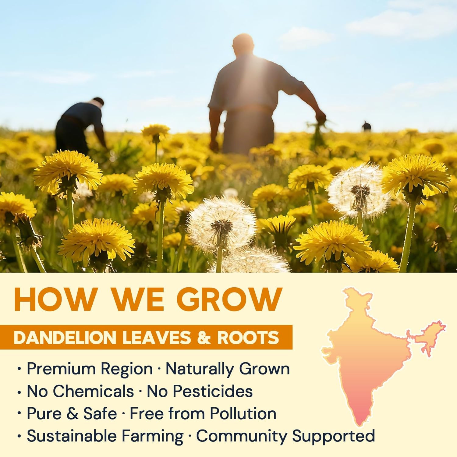 Dandelion Leaf & Root Herbal Tea-Caffeine-Free, 50 Teabags