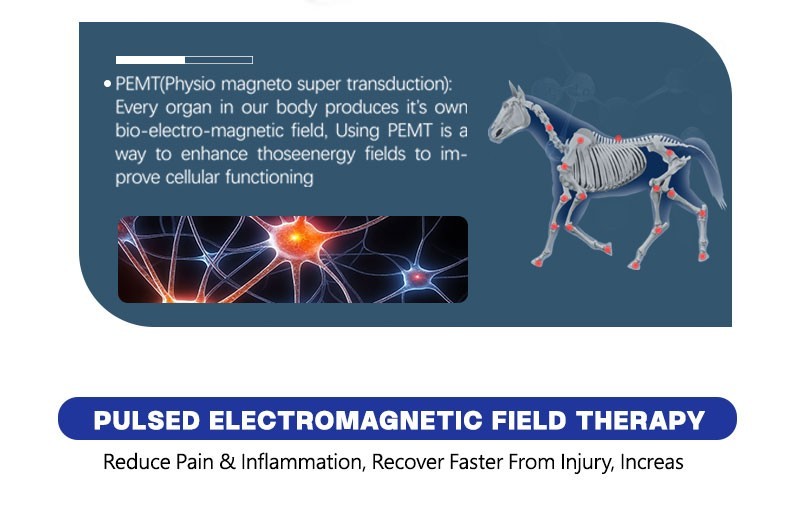 Equine Loop PEMF Treatment Combo Cold Laser Magnetic PMST Loop Horse Machine